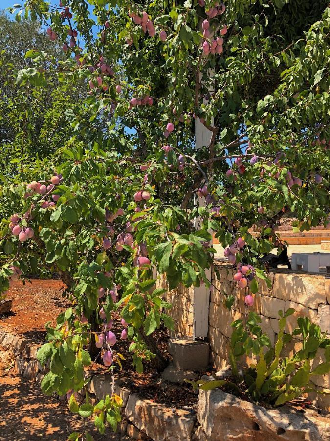 Dimore Storiche - Ulivo Di Aldo Martina Franca Exteriér fotografie